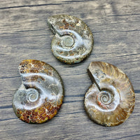 Large Ammonite $55